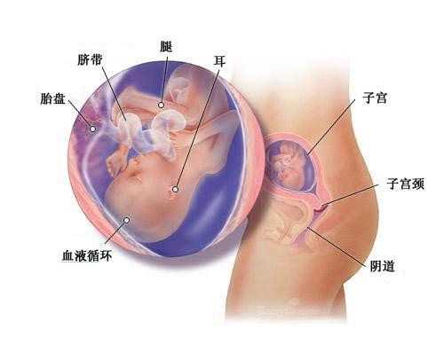 广州无子宫可能找代孕吗_广州哪里代孕靠谱_广州皇家试管国际：经期同房会得