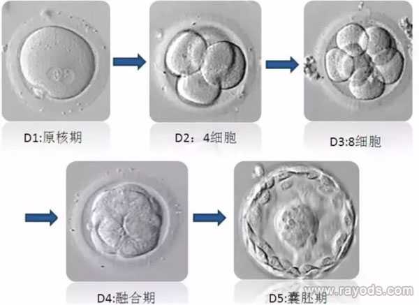 试管胚胎等级分类，二级胚胎是不是优质胚胎？