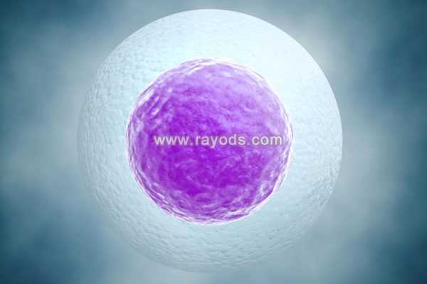卵泡发育不良由什么原因引起? 3步提升试管婴儿成功率